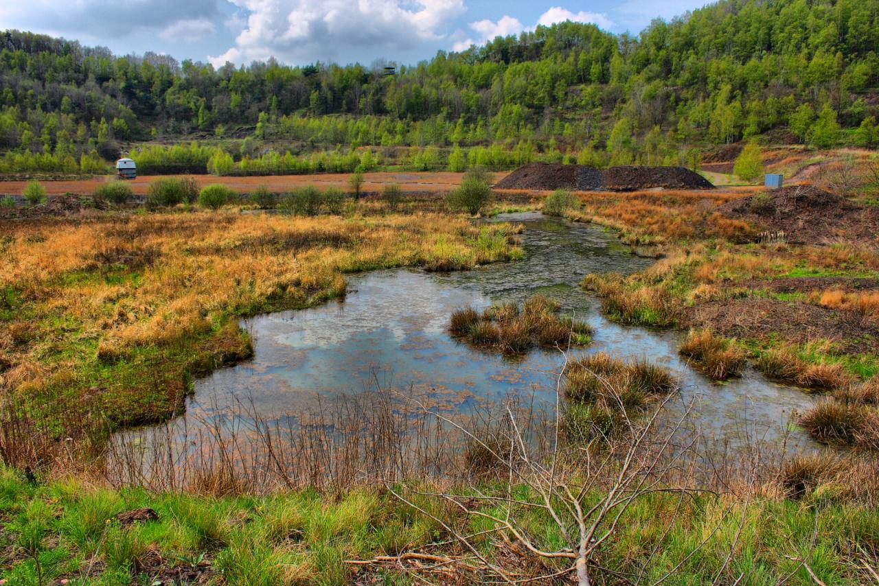 "Wetlands" der Grube Messel