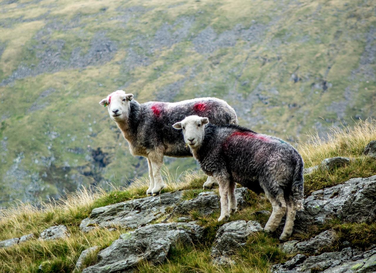 Herdwick-Schafe im Lake District