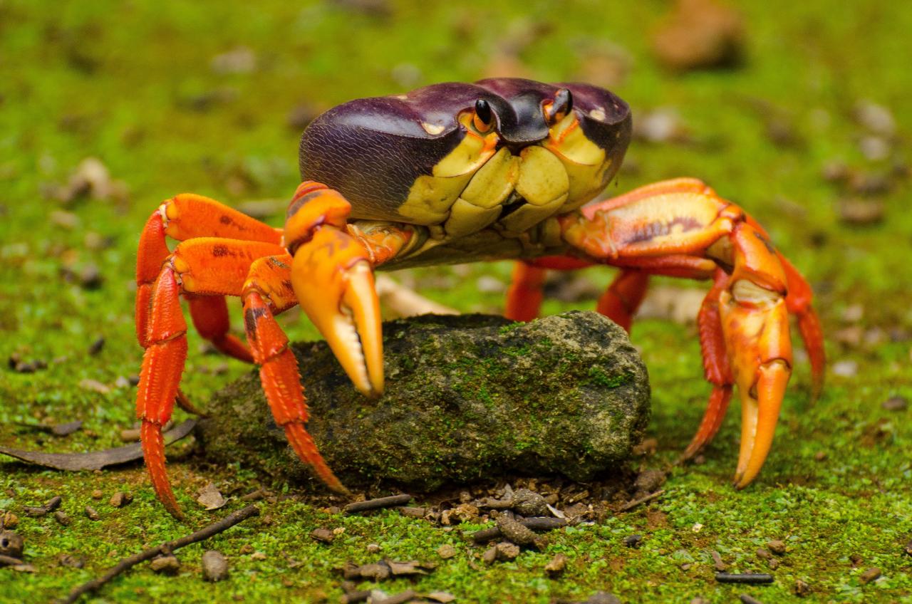 Halloweenkrabbe (Gecarcinus lateralis), Revillagigedo-Archipel