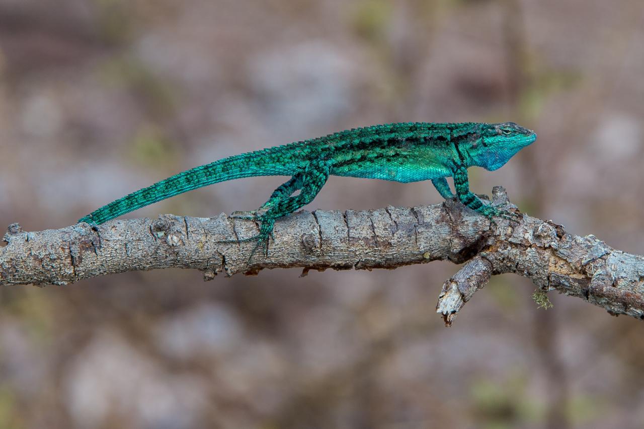 Baumleguan auf der Isla Clarión, Revillagigedo-Archipel