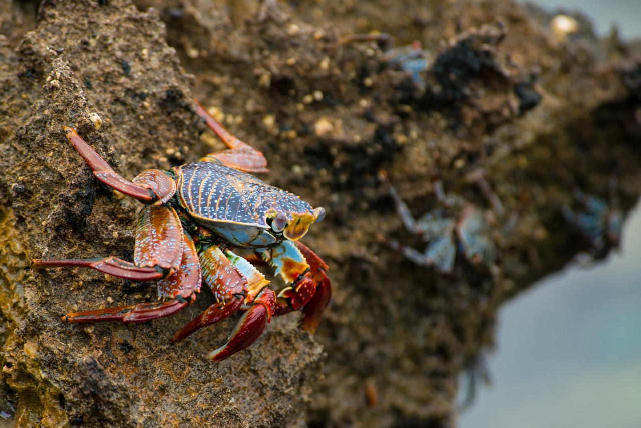 Rote Klippenkrabbe (Grapsus grapsus), Revillagigedo-Archipel