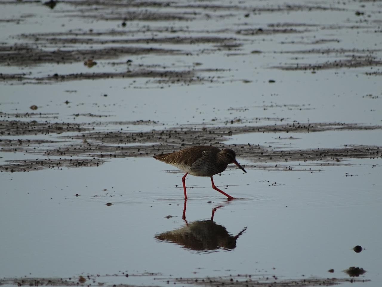 Wattenmeer mit Wattvogel