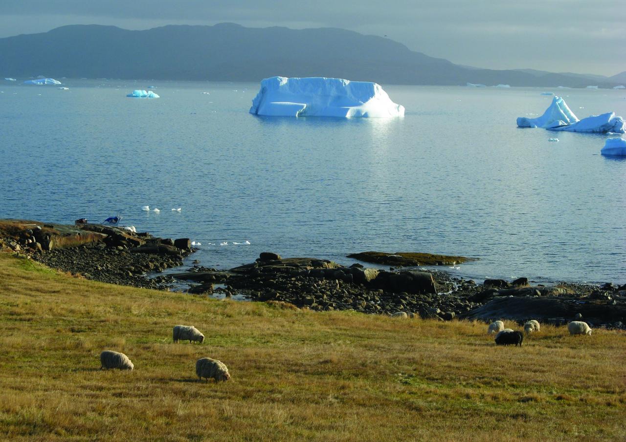 Weidende Schafte am Fjord in Kujataa, Grönland