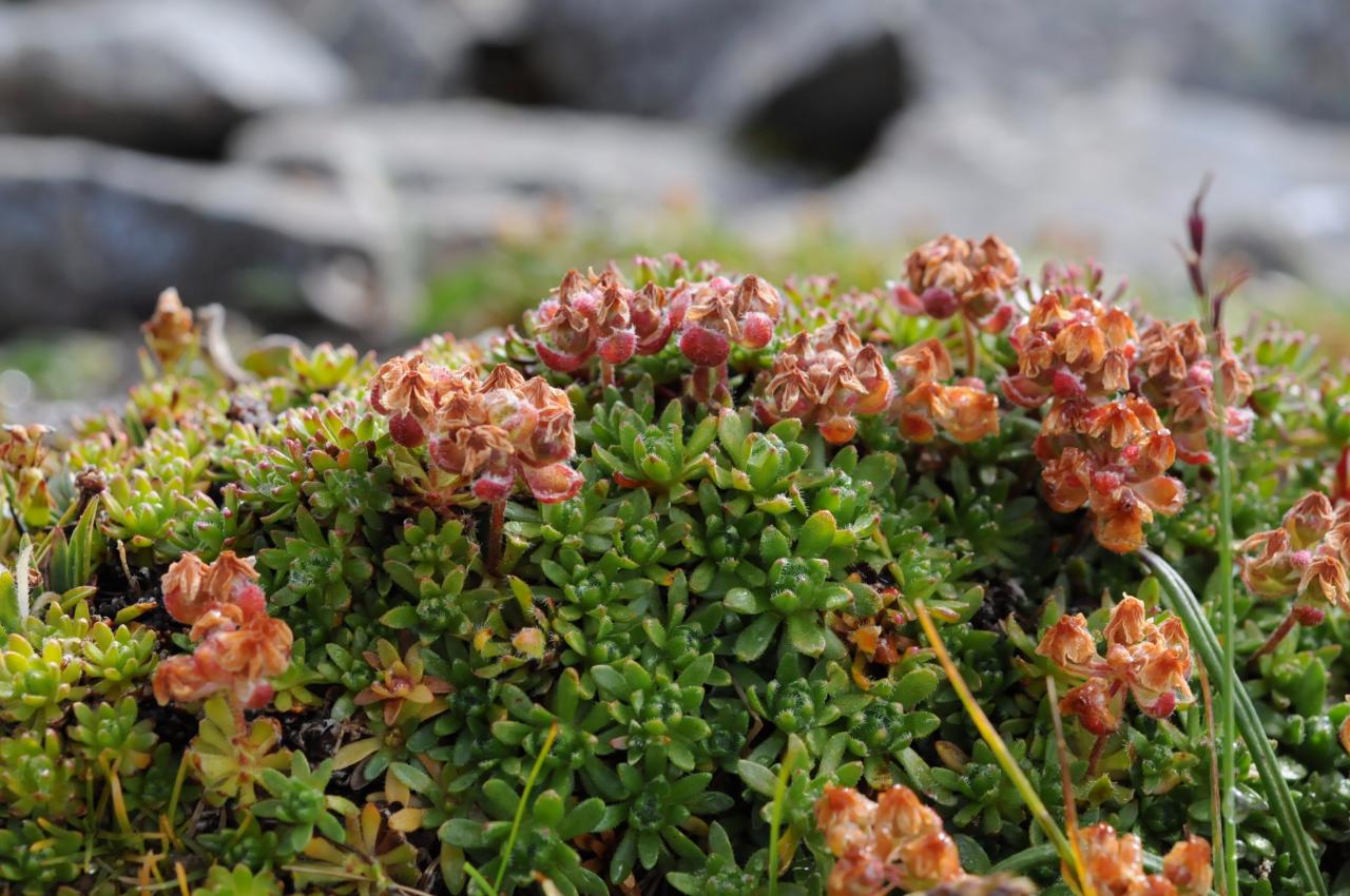 Mannsschild (Androsace yargongensis), Qinghai Hoh Xil, China