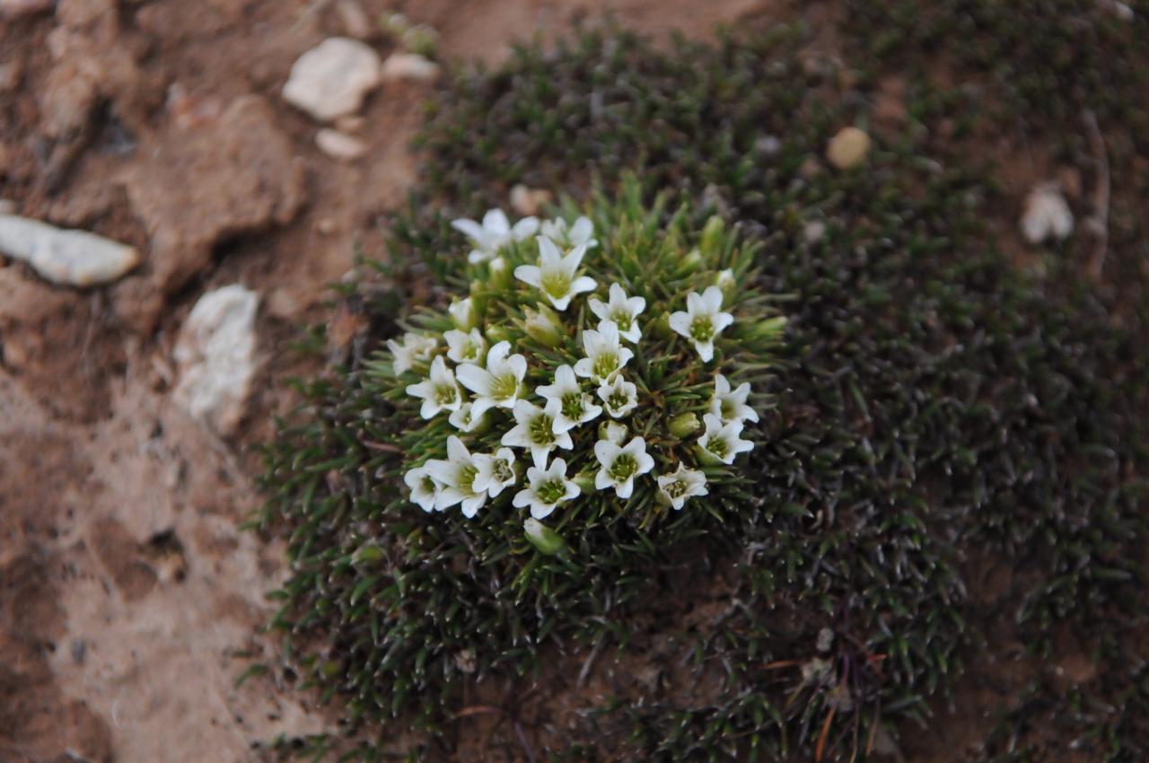 Sandkraut (Arenaria byrophylla), Qinghai Hoh Xil, China