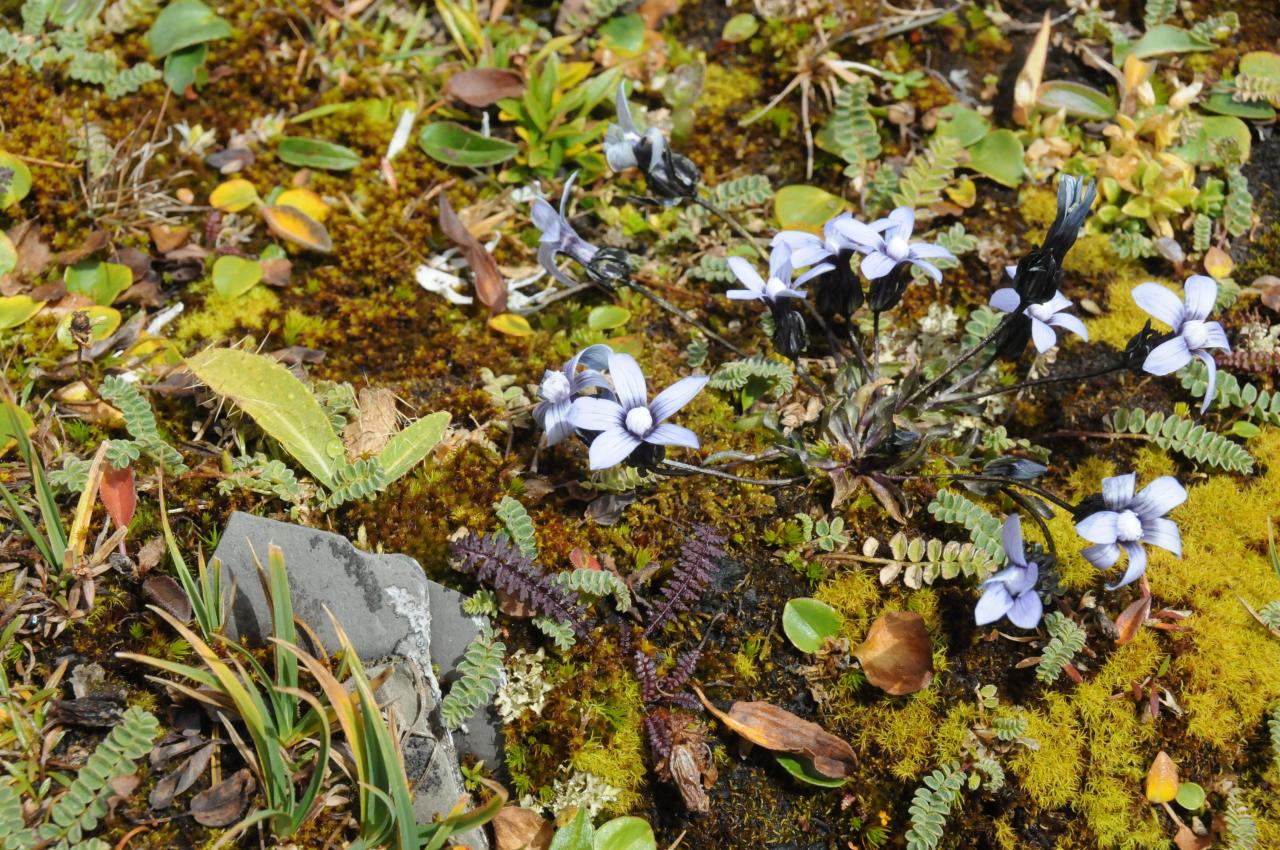 Haarschlund (Comastoma falcatum), Qinghai Hoh Xil, China