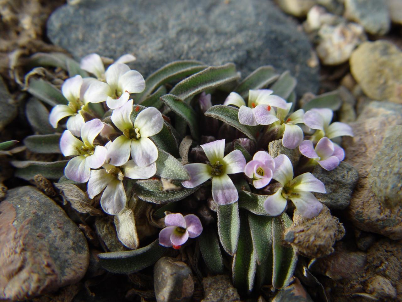 Schöterich (Erysium chamaephyton), Qinghai Hoh Xil, China