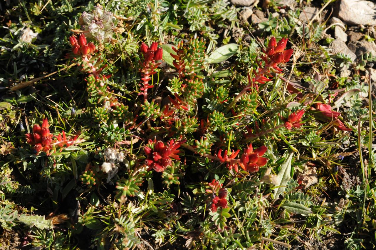 Dickblattgewächs (Rhodiola tangutica), Qinghai Hoh Xil, China