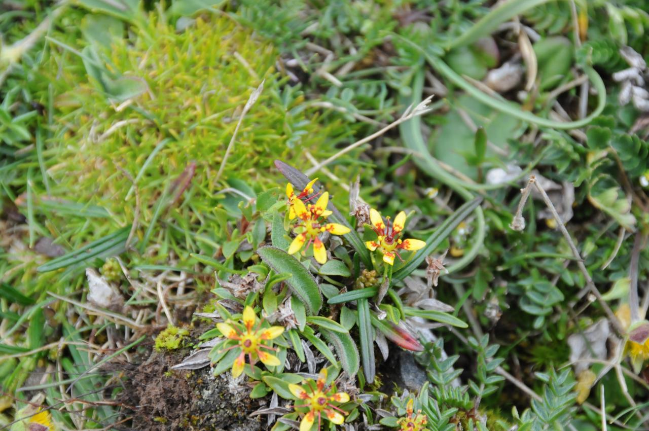 Steinbrech (Saxifraga tibetica), Qinghai Hoh Xil, China