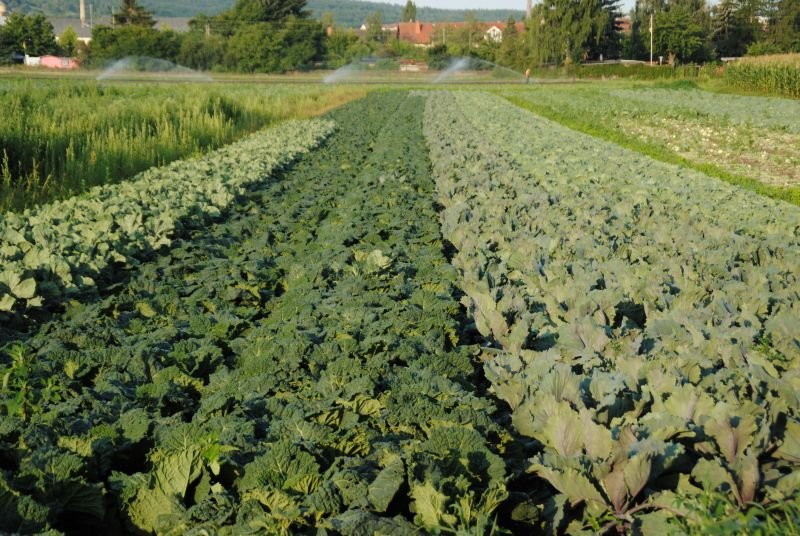 Innerstädtischer Erwerbsgartenbau in Bamberg