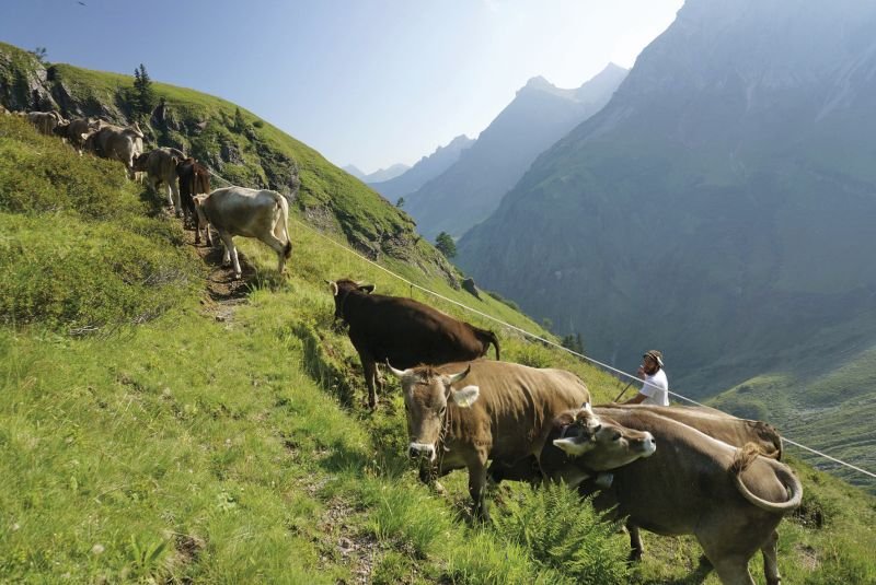 Hochalpine Allgäuer Alpwirtschaftskultur in Bad Hindelang