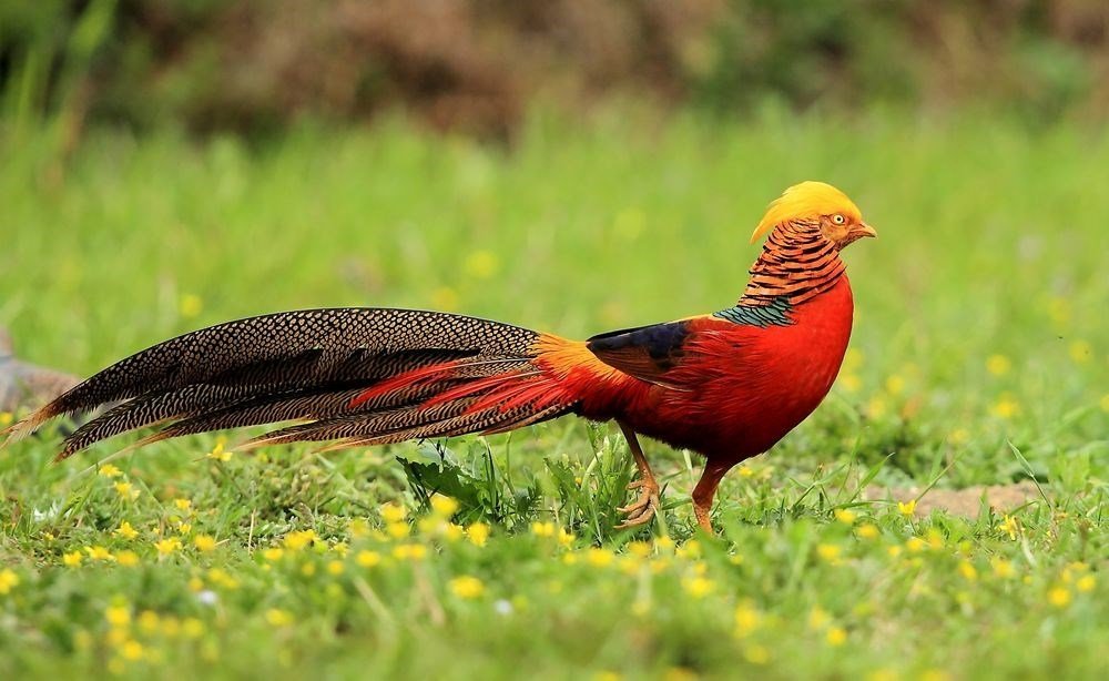 Goldfasan (Chrysolophus pictus), Fanjingshan