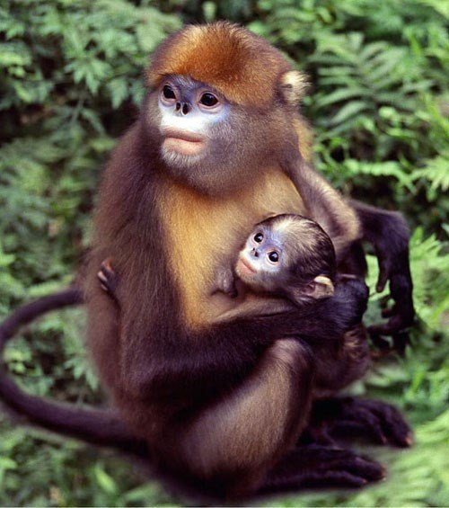 Guizhou-Stumpfnase (Rhinopithecus brelichi), Fanjingshan