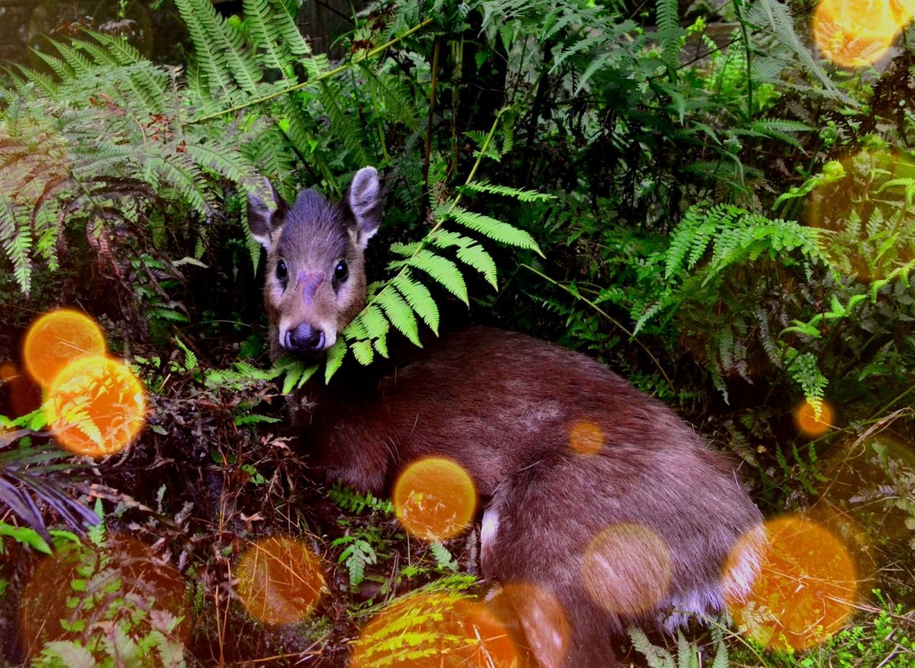 Chinesisches Moschustier (Moschus berezovskii), Fanjingshan