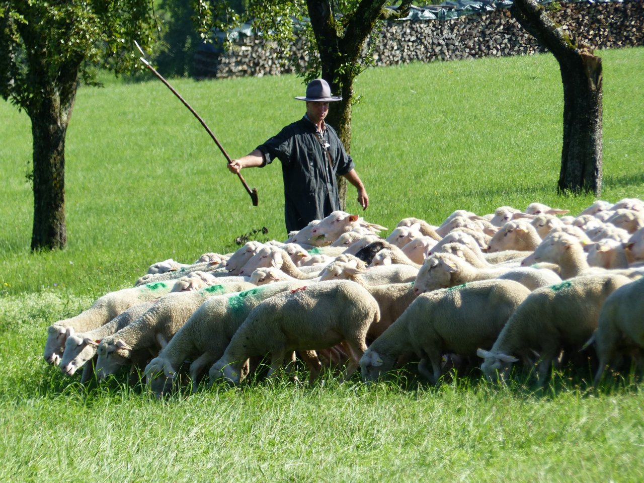 Die Tradition des Schäferlaufs und Schäferhandwerks in Markgröningen, Bad Urbach und Wildberg