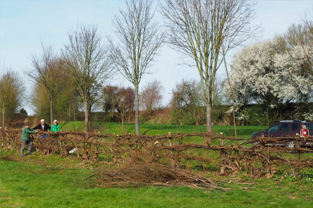 Anlage und Pflege von Flechthecken 