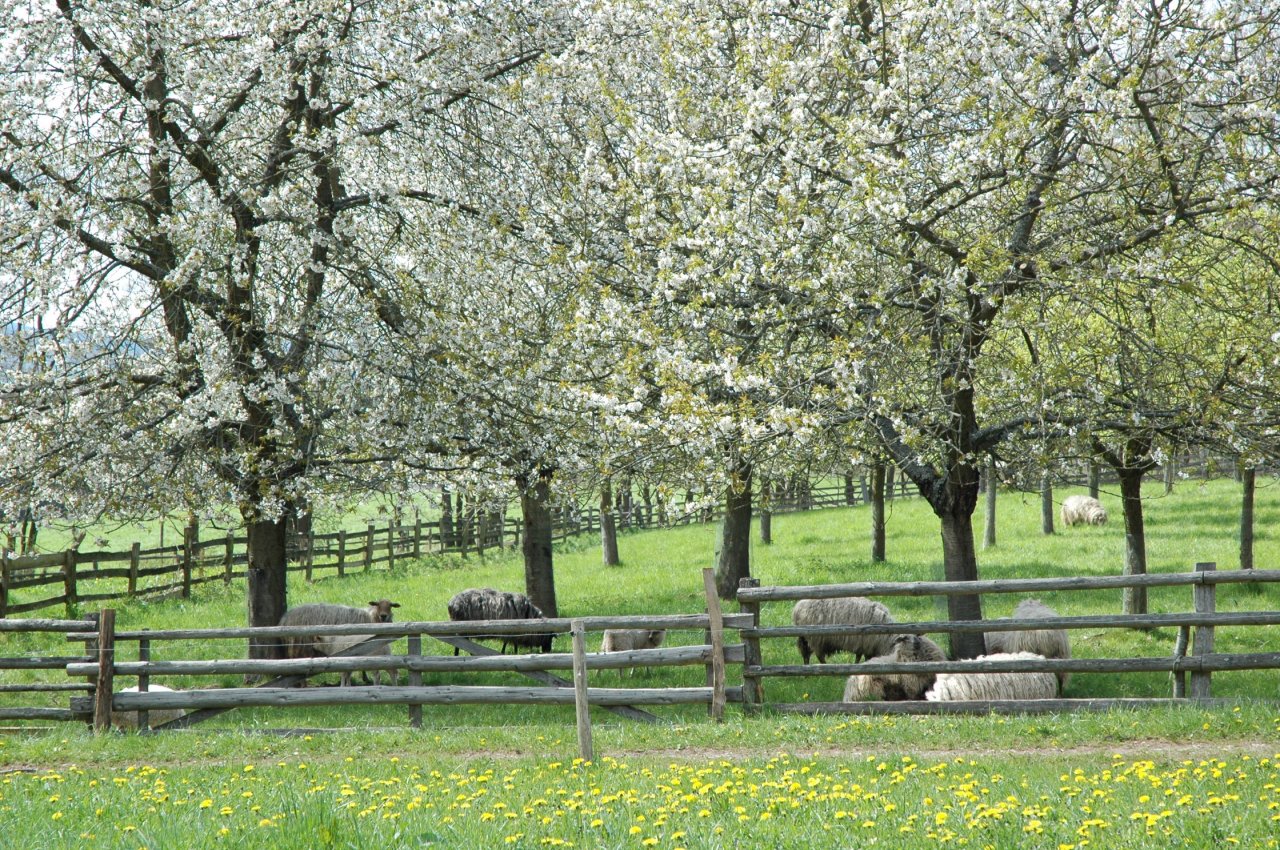 Streuobstwiese im LVR-Freilichtmuseum Kommern