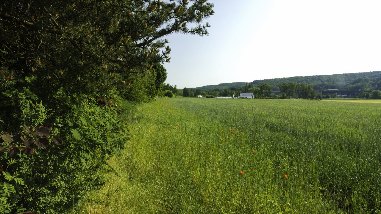 Blick vom Waldrand auf Wiese