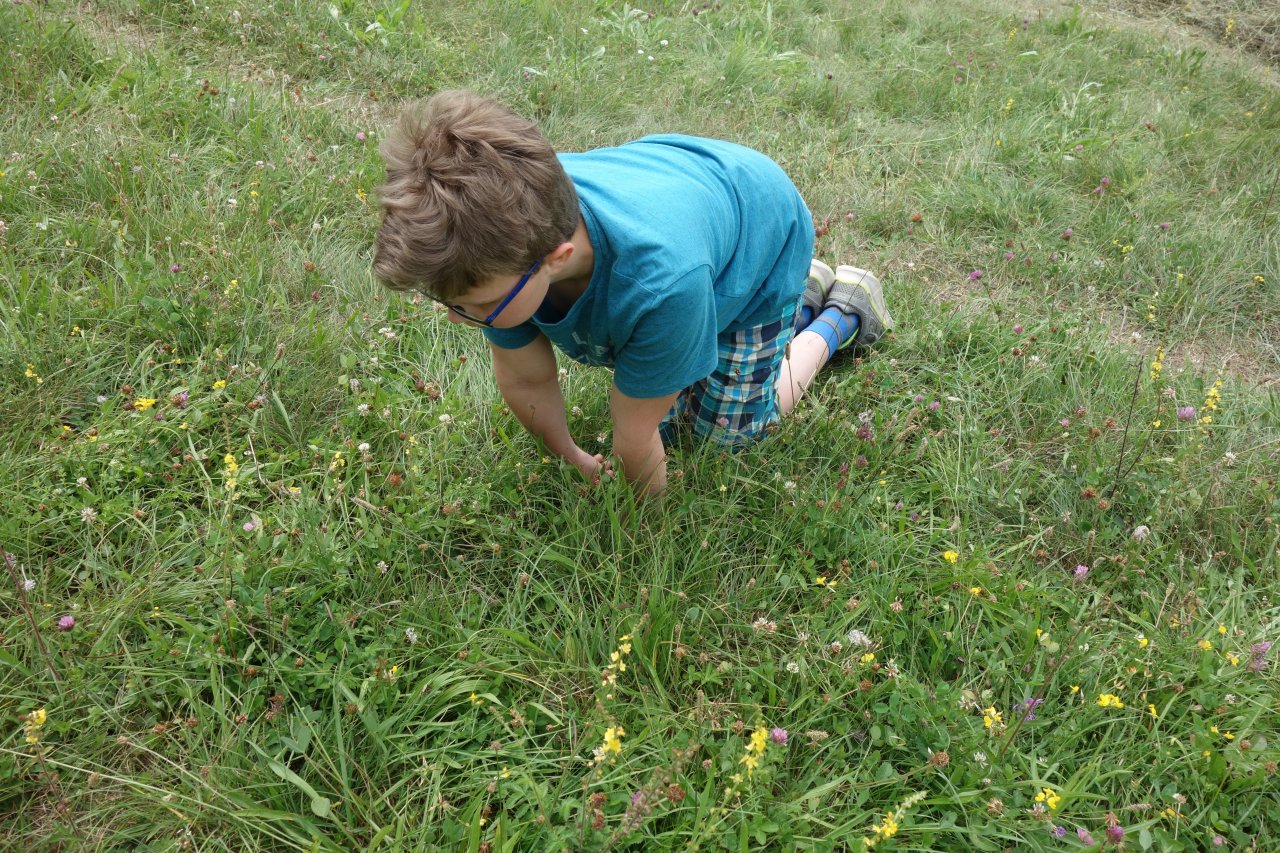 Beobachten von Insekten auf der Streuobstwiese