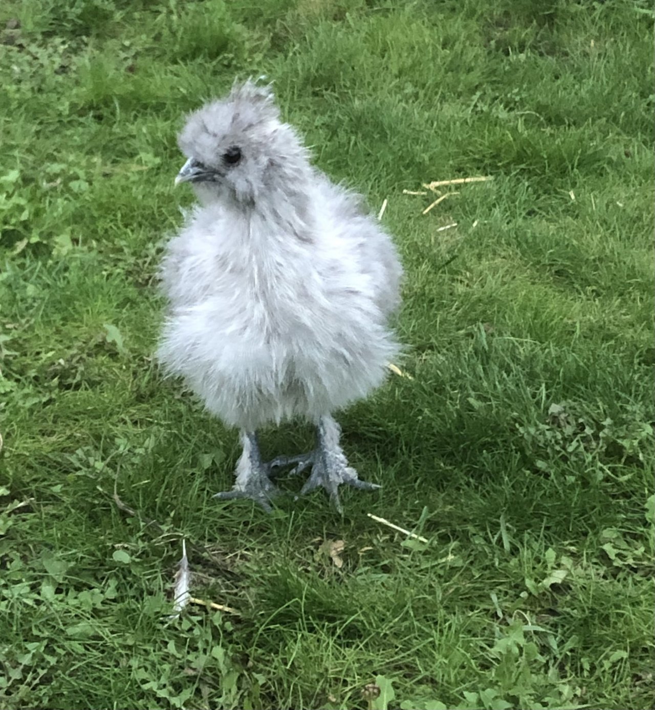 Tassilo unser Kitahahn