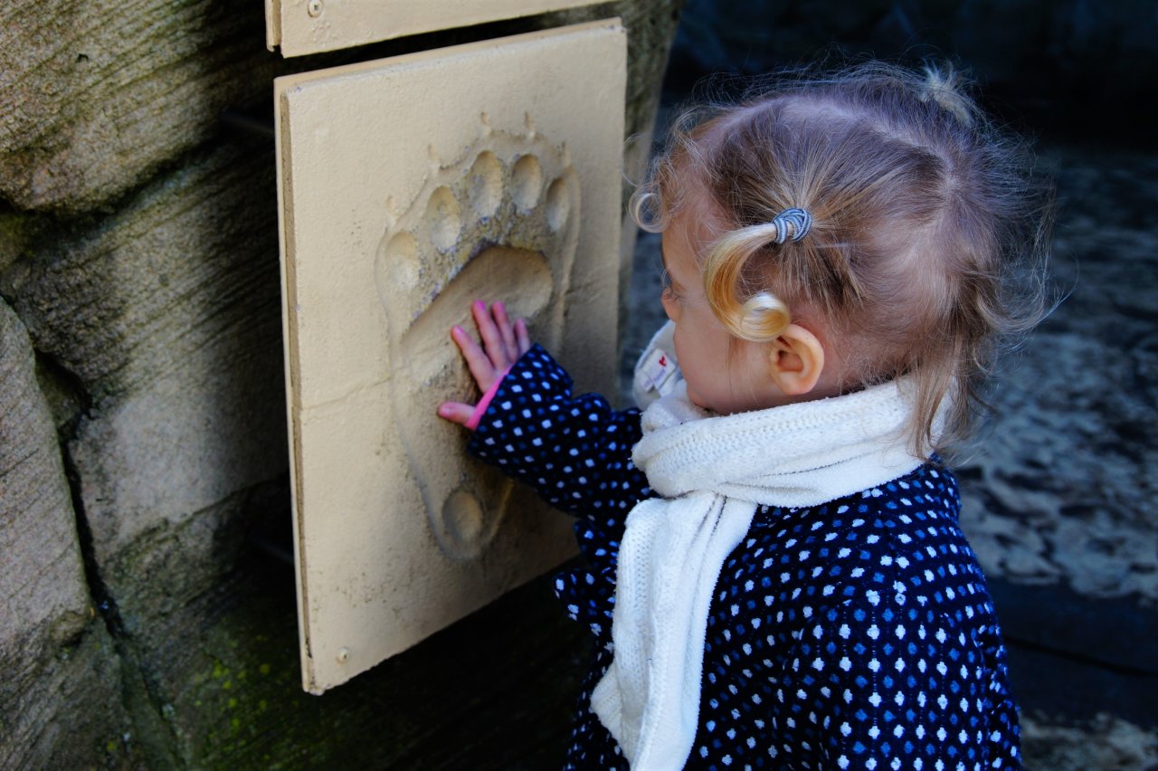 Ein Kindergartenkind berührt die Eisbärspur.