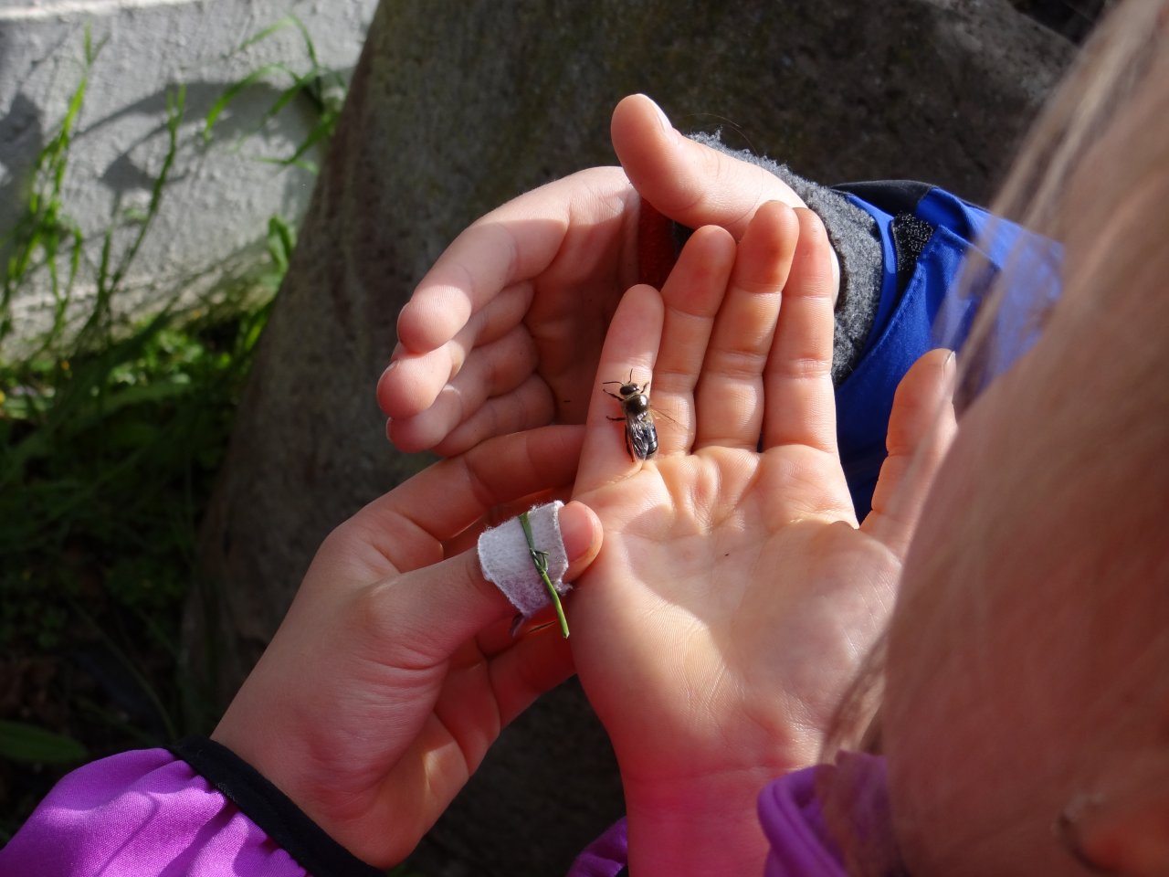Zaghafte Annäherung an eine Honigbiene