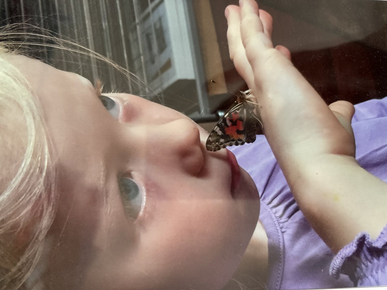 Wir züchten Distelfalter