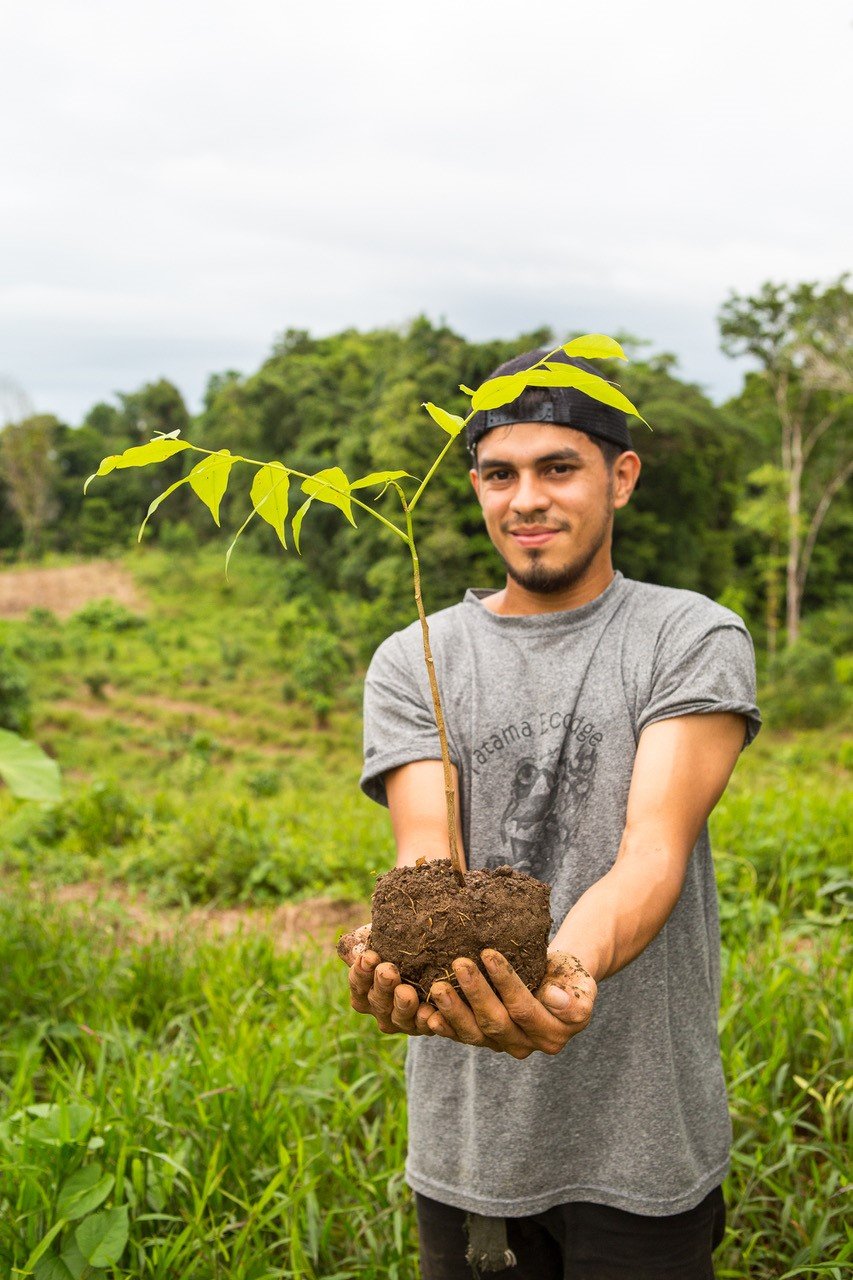 kleine Bäume wachsen mit viel Handarbeit und Liebe in Costa Rica