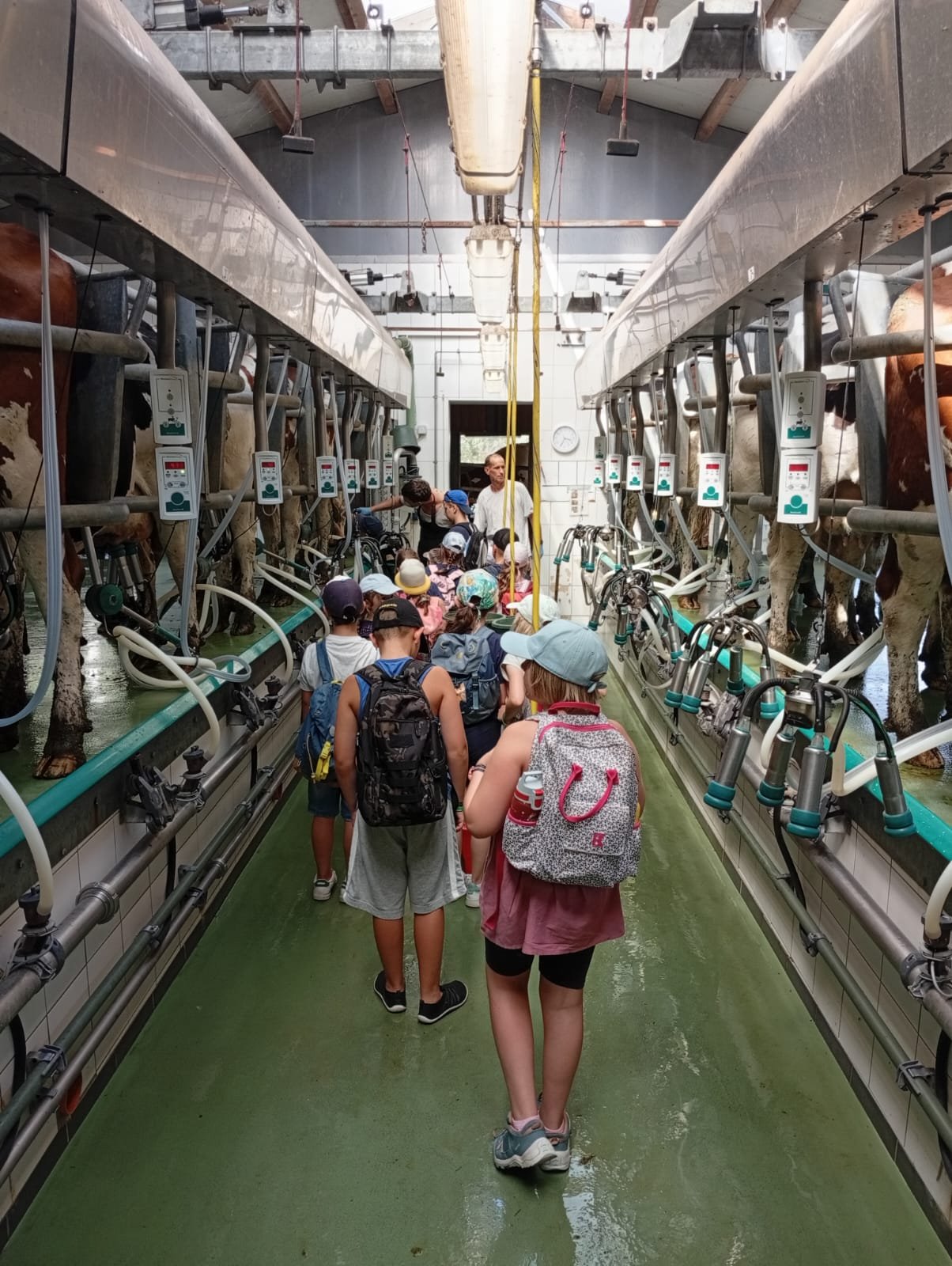 eine Kindergartengruppe lernt im Melkstand eines Demeter- Rohmilch erzeugenden Betriebes