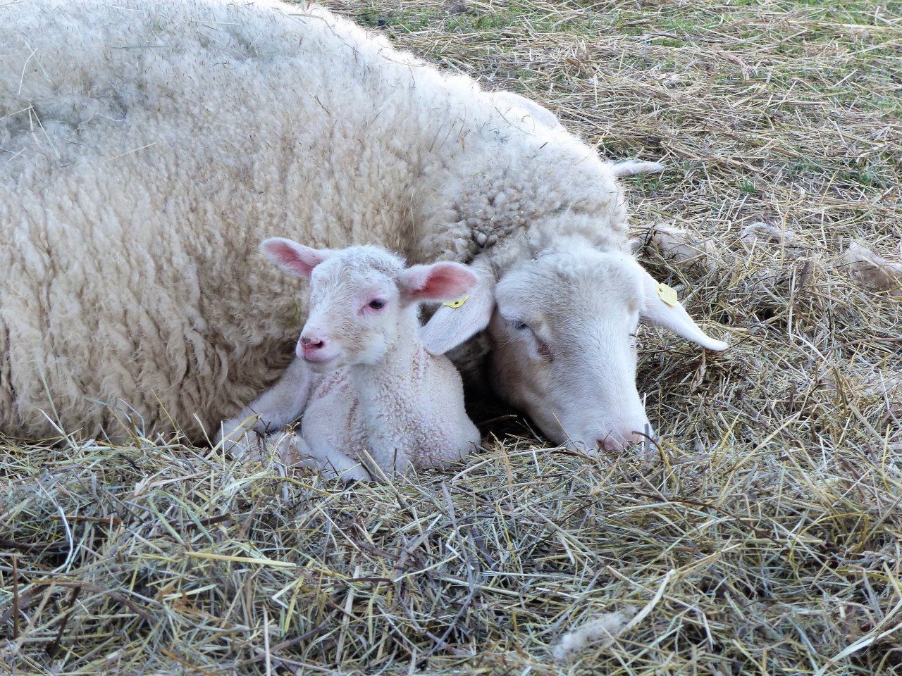 Mutterschaf mit Lamm