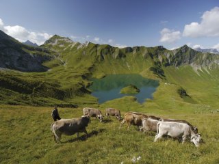 Hochalpine Allgäuer Alpwirtschaftskultur in Bad Hindelang