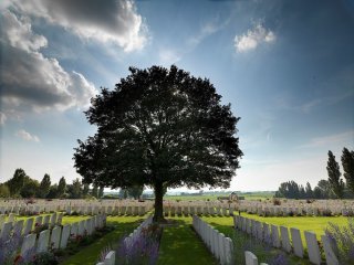 Ansicht eines Friedhofs mit hunderten aufgereihten Krieggräbern. In der Mitte steht ein großer Laubbaum.