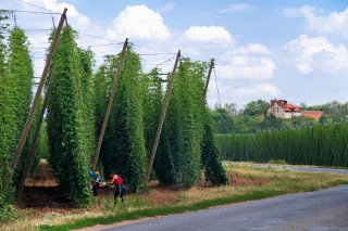 Hopfenfeld an Stangen und Drähten im Vordergrunde. Im Hintergrund ein Bauernhof. 