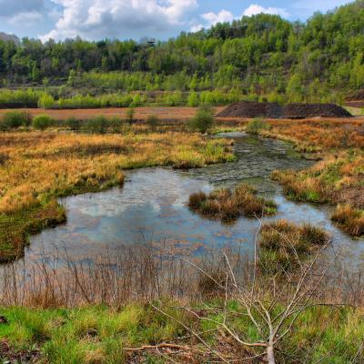 "Wetlands" der Grube Messel