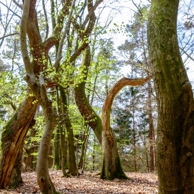 Buchenwald im Rosengarten