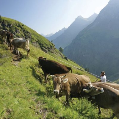 Hochalpine Allgäuer Alpwirtschaftskultur in Bad Hindelang