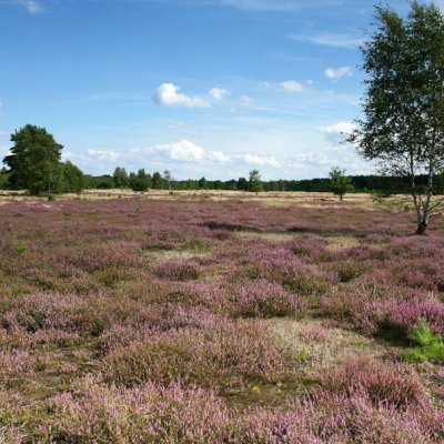 Heide bei Göbeln