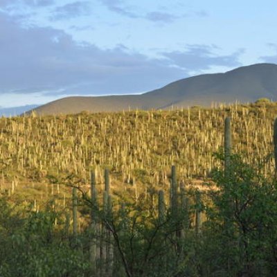 Tehuacán-Cuicatlán-Tal