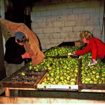 Baumfelderwirtschaft und traditionelle Dörrobstherstellung im Steigerwald