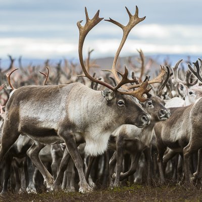 Vindelälven-Juhtatdahka Biosphere Reserve - Sweden